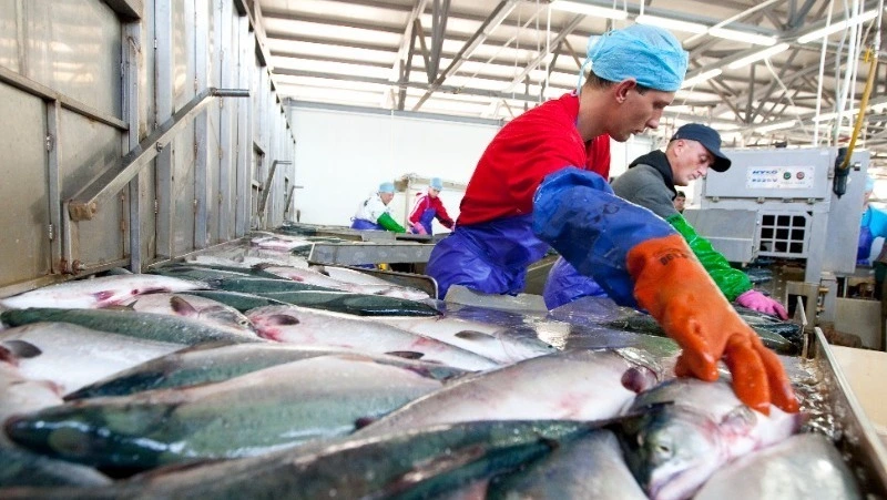 Более 1000 тонн рыбы по сниженным ценам реализовали на Сахалине и Курилах