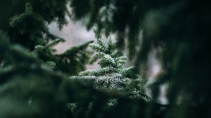 Народные приметы на 14 декабря: что нельзя делать в этот день