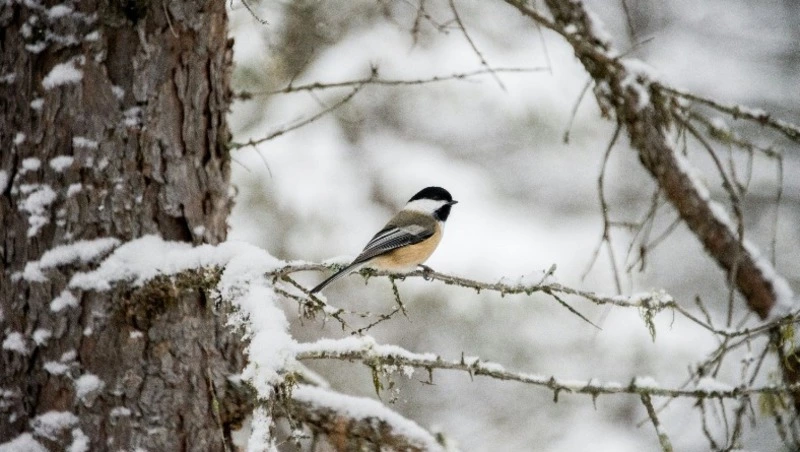 1 апреля: какие праздники отмечают в России и мире