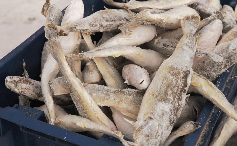 В Холмском городском округе продолжается реализация проекта "Доступная рыба"