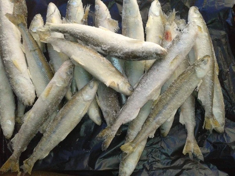 Почти в 8 раз больше наваги выловили на северо-западном побережье Сахалина