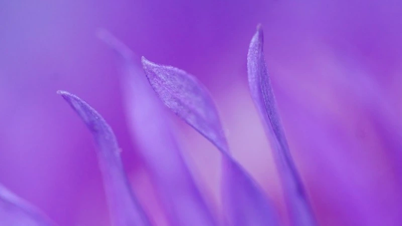 26 марта: какие праздники отмечают в России и мире  