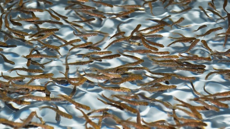 ООО «Нерест» работает на благо населения