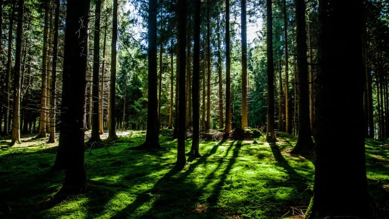 21 марта: какие праздники отмечают в России и мире  