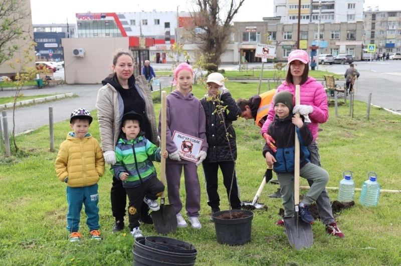 Посадили саженцы сакуры