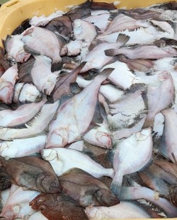 Уважаемые жители Холмского городского округа, сегодня будет продажа свежей рыбы