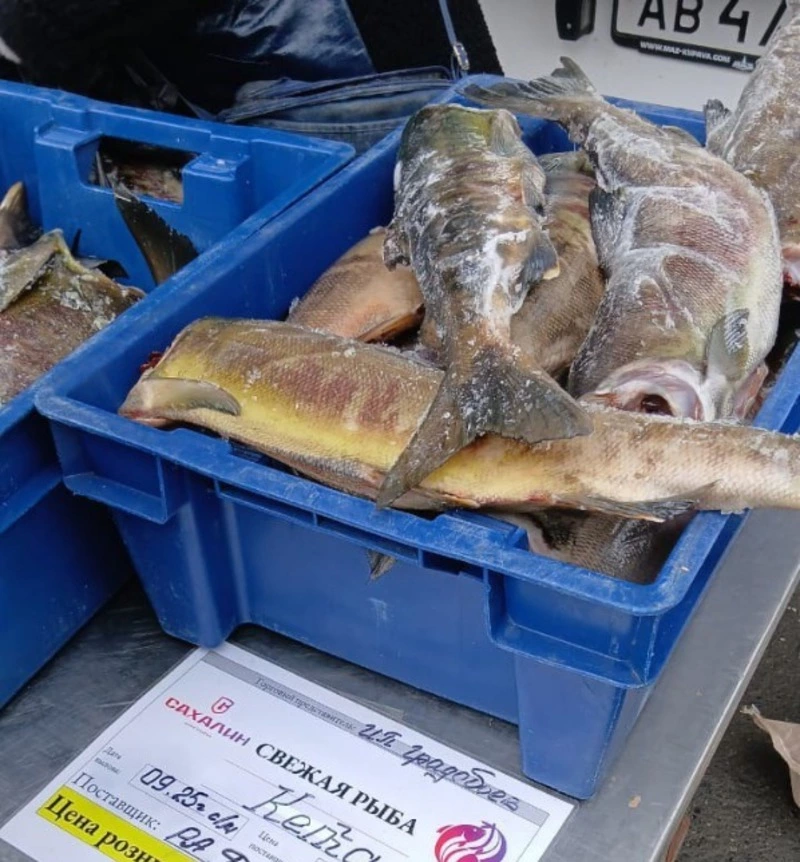 Жители Холмска могут приобрести свежую рыбу по доступным ценам
