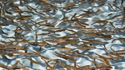 ООО «Нерест» работает на благо населения