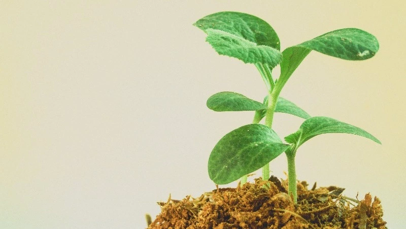 Какой праздник отмечают сегодня 15 апреля 2024 года  