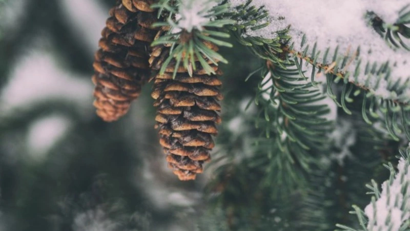 Народные приметы на 15 декабря: что нельзя делать в этот день