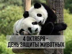 Красивые картинки с Всемирным днем защиты животных 2024 