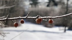 Погода на Сахалине и Курилах 7 марта: северный ветер и -2 градуса днем 