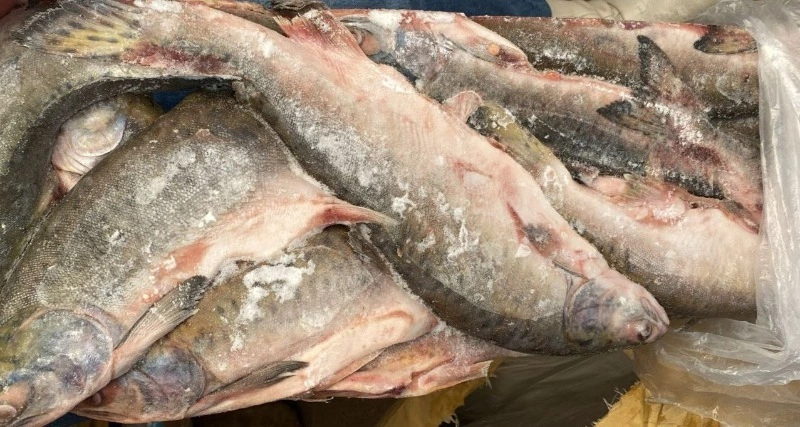 Продолжается реализация свежей рыбы по доступной цене