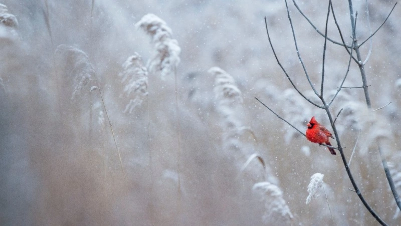 Народные приметы на 9 января 2024 года — что нельзя делать в этот день