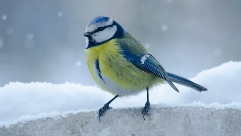 Народные приметы на 15 марта: что нельзя делать в этот день 