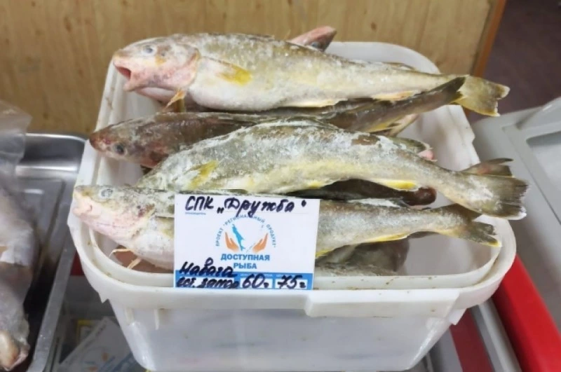 Почти 100 тонн свежевыловленной горбуши реализовали в Сахалинской области 