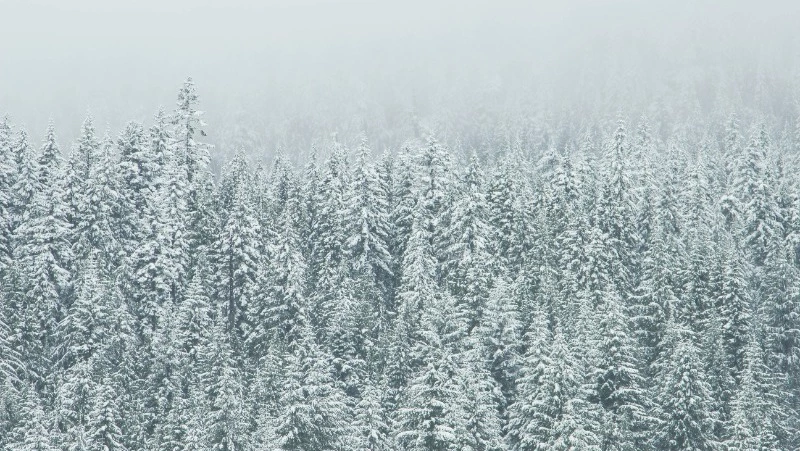 Небольшой снег и порывистый ветер: прогноз погоды в Сахалинской области на 30 января 
