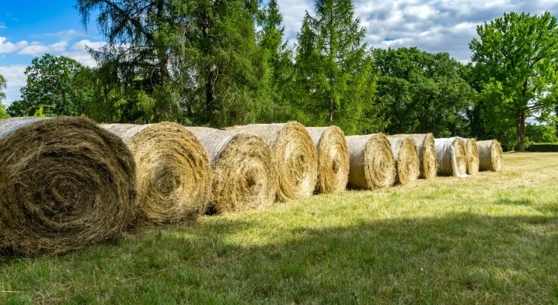 Самсонов день: народные приметы на 10 июля 2024 года 