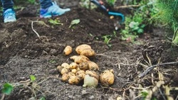 Когда сажать картошку в 2024 году: благоприятные даты по лунному календарю   