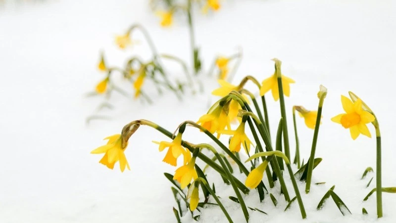 29 февраля: какие праздники отмечают в России и мире 