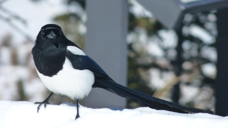 Церковный праздник 26 декабря 2023: что нельзя делать в этот день