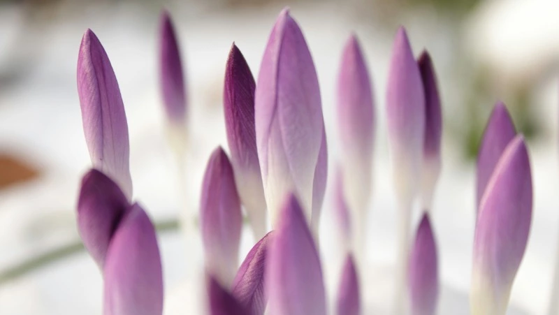 Народные приметы на 1 марта: что нельзя делать в этот день 