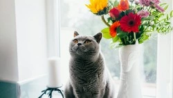 Как отучить кошку лазить по столу: выручит всего один предмет  