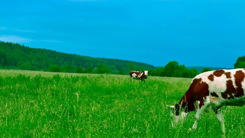 Народные приметы 6 мая: что нельзя делать в этот день