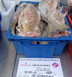 Реализация кеты по социальным ценам прошла в Холмске