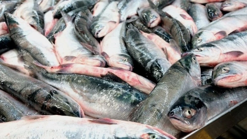 Свежую кету по 110 рублей за килограмм привезли в Холмск утром 20 октября