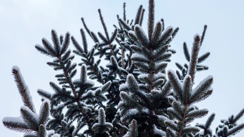 Церковный праздник 15 декабря 2023: что нельзя делать в этот день