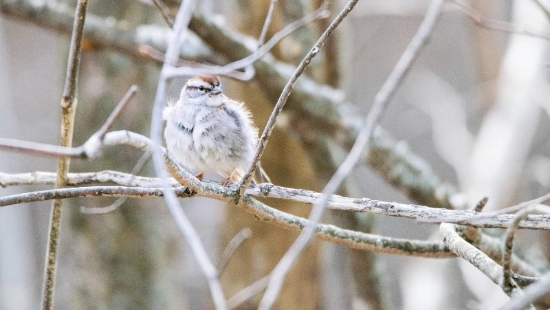Народные приметы 9 марта: что нельзя делать в этот день 