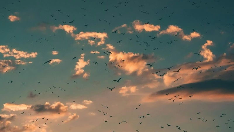 Теплый и ясный день ожидается в Сахалинской области 18 апреля 