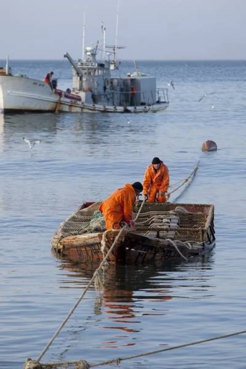 Сахалинские и курильские рыбаки добыли более 71 тысячи тонн тихоокеанского лосося