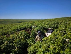 18 августа на Шумшу: открытие мемориального комплекса, реконструкция высадки десанта, экстремальный 